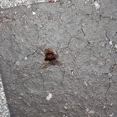 Chrysopilus basilaris