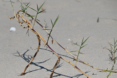 Phragmites australis