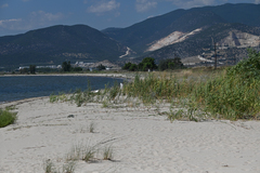 Phragmites australis