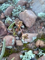 Pelargonium undulatum