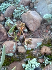 Pelargonium undulatum