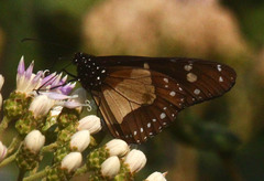 Amauris albimaculata