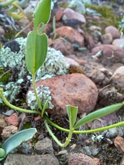 Pelargonium undulatum