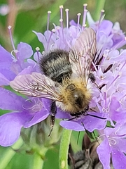 Bombus pascuorum