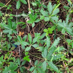 Potentilla argentea