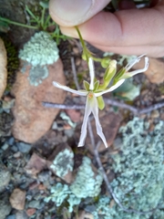 Pelargonium undulatum