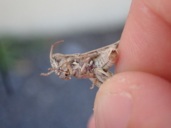 Dociostaurus jagoi occidentalis