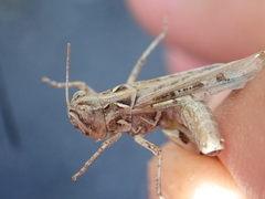 Dociostaurus jagoi occidentalis