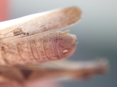 Dociostaurus jagoi occidentalis