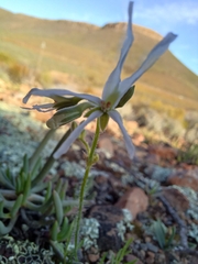 Pelargonium undulatum