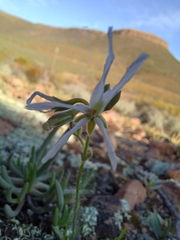 Pelargonium undulatum