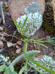 Pelargonium undulatum