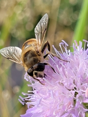 Eristalis tenax