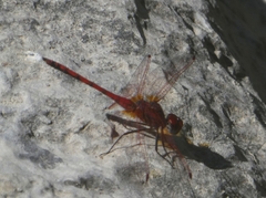 Trithemis arteriosa