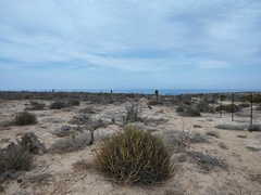 Euphorbia ceroderma