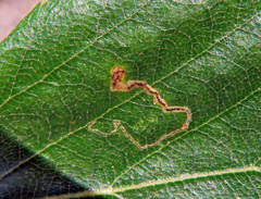 Stigmella betulicola