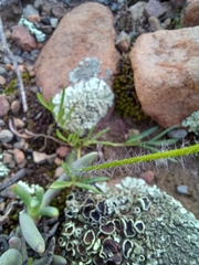 Pelargonium undulatum