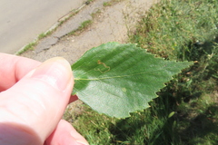Stigmella betulicola
