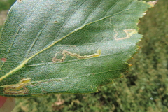 Stigmella betulicola