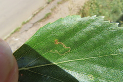 Stigmella betulicola
