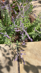 Salvia yangii