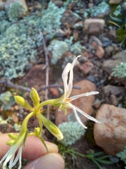 Pelargonium undulatum
