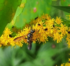 Parancistrocerus perennis
