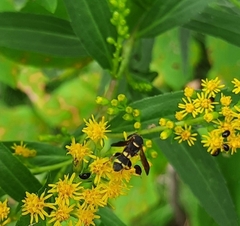 Parancistrocerus perennis