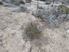 Euphorbia ceroderma