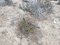 Euphorbia ceroderma