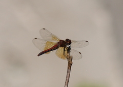 Sympetrum semicinctum