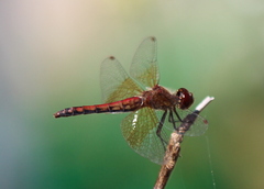 Sympetrum semicinctum
