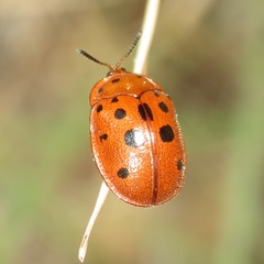 Chelymorpha phytophagica