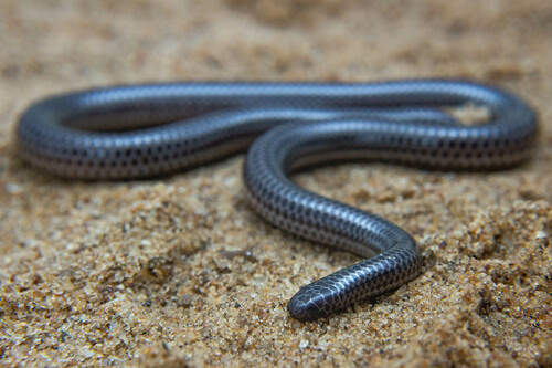 Espíritu Santo Blind Snake