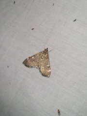 Protonoceras capitalis