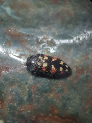 Acmaeodera purshiae