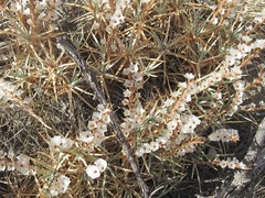 Acantholimon acerosum