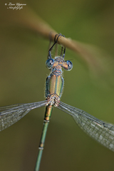 Lestes virens