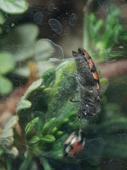 Acmaeodera purshiae