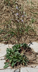 Limonium binervosum