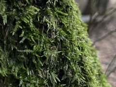 Amblystegium serpens