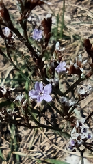 Limonium binervosum