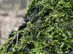 Amblystegium serpens