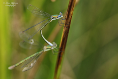 Lestes virens