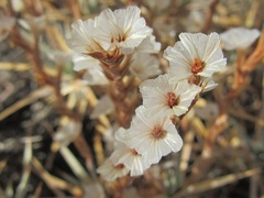 Acantholimon acerosum