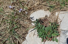 Limonium binervosum