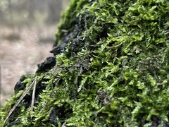 Amblystegium serpens