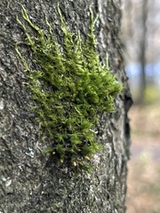 Amblystegium serpens