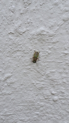 Hedriodiscus dorsalis