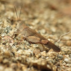 Trimerotropis modesta